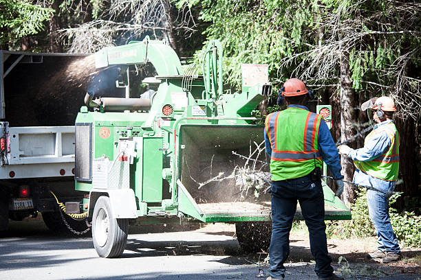 Seasonal Cleanup (Spring/Fall) in Nevada, TX