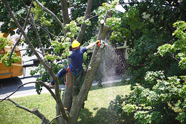 How Our Tree Care Process Works  in  Nevada, TX